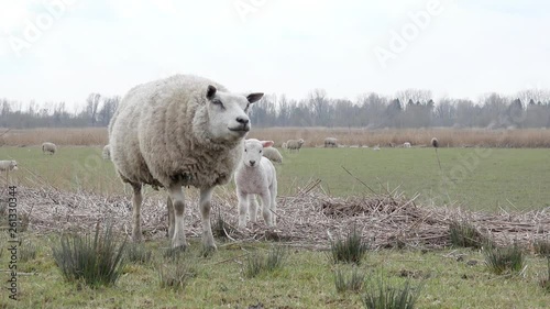 Ewe and lamb standing on pasture and looking