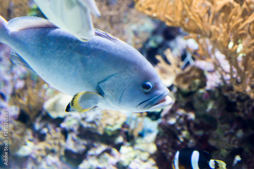 Fototapeta Naklejka Na Ścianę i Meble -  Blurry photo of a gray fish with yelow fins in a sea aquarium