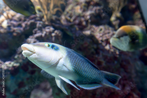 Blurry photo of a Thicklip Wrasse.Hemigymnus melapterus in a sea aquarium