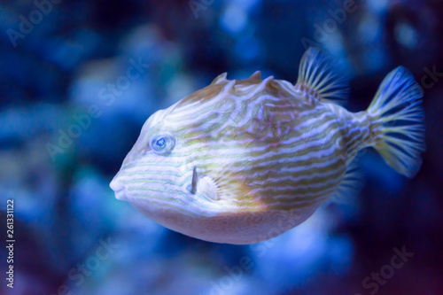 Blurry photo of a porcupine puffer fish freckled porcupinefish in a sea aquarium