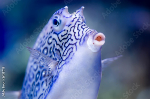 Fotografie Blurry photo of Longhorn cowfish Lactoria cornuta horned boxfish in a sea aquari