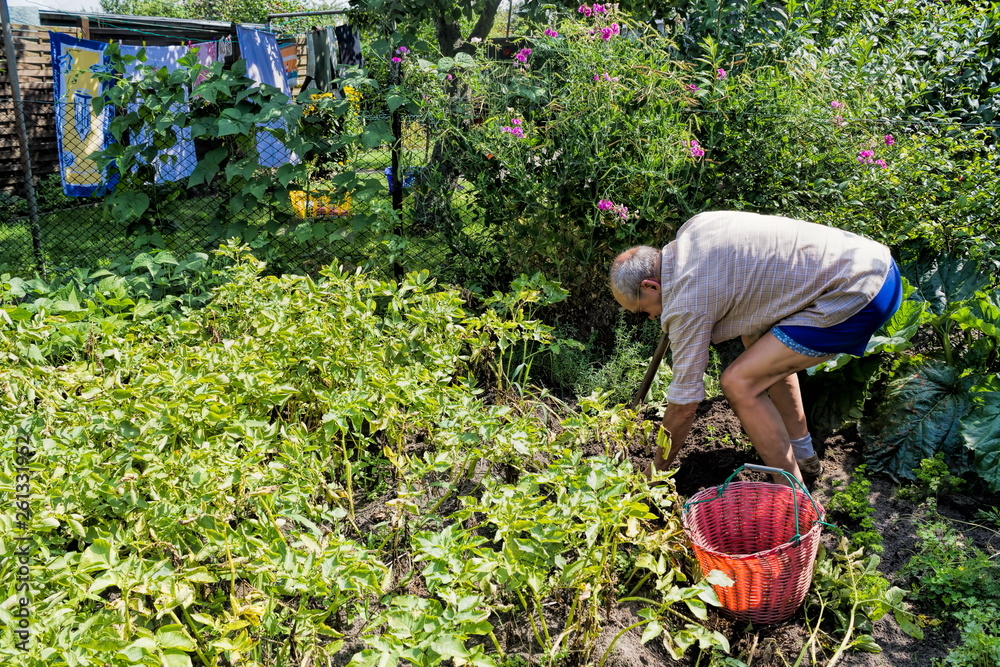 Fototapeta premium Rüstiger Rentner bei der Gartenarbeit