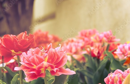 Carnation flowers in the spring