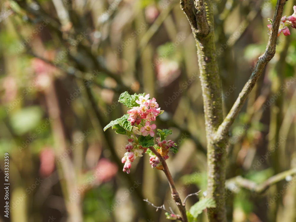 Ribes sanguineum - Groseillier à fleurs  en grappes de couleur rose, rouge et blanc.
