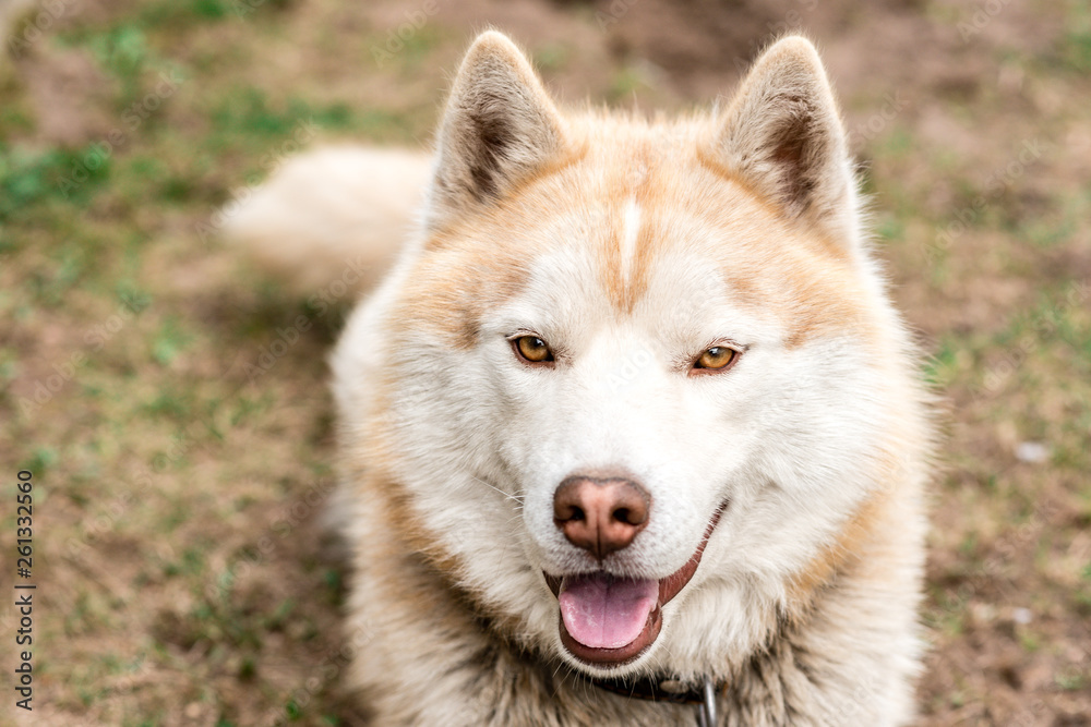 Portrait of brown husky dog on grass in early spring. Portrait of brown husky dog on grass in early spring.