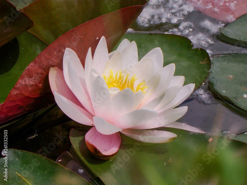 Pink water lily in a lake