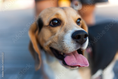 Happy beagle on a sunny day
