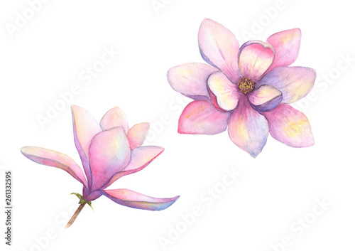 Watercolor beautiful magnol...