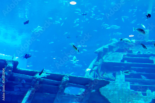 Blurry photo of a large sea aquarium with different sale water fishes and coral reefs