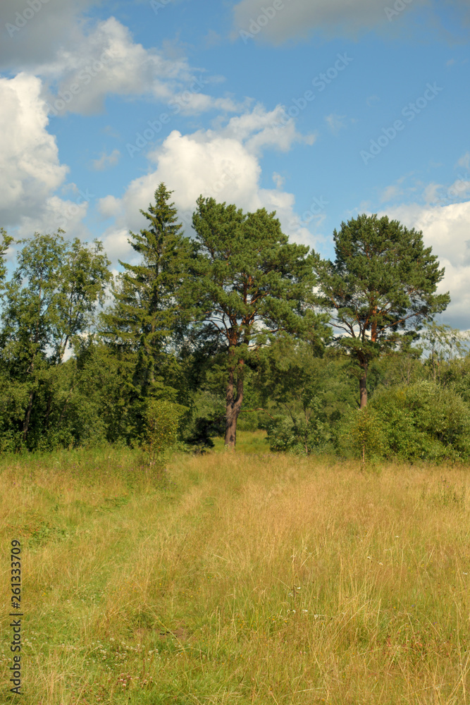Landscape of meadow road and forest Landscape of meadow road and forest