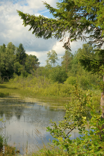 Landscape with forest lake