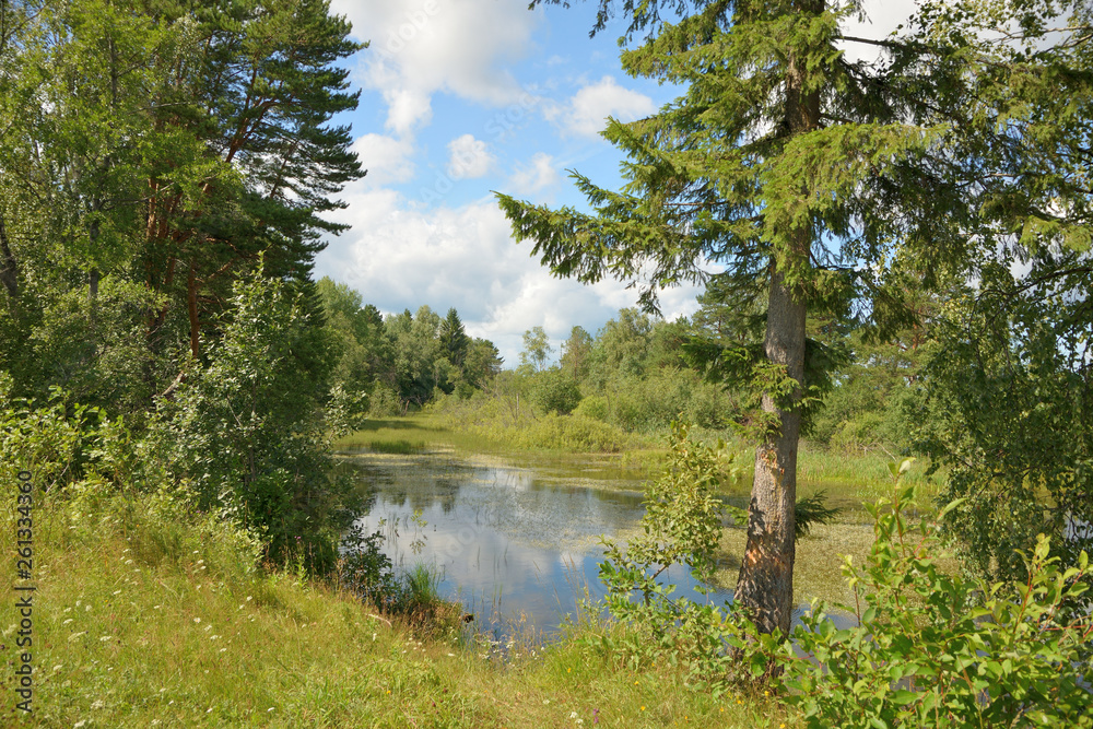 Landscape with forest lake