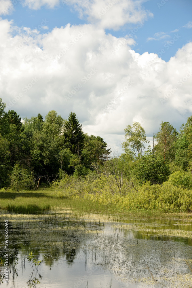 Landscape with forest lake