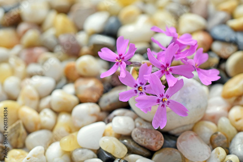 Phlox subulata flower in a small vase from an empty snail shell