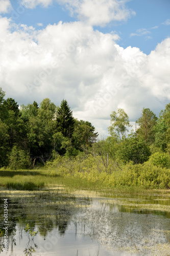 Landscape with forest lake