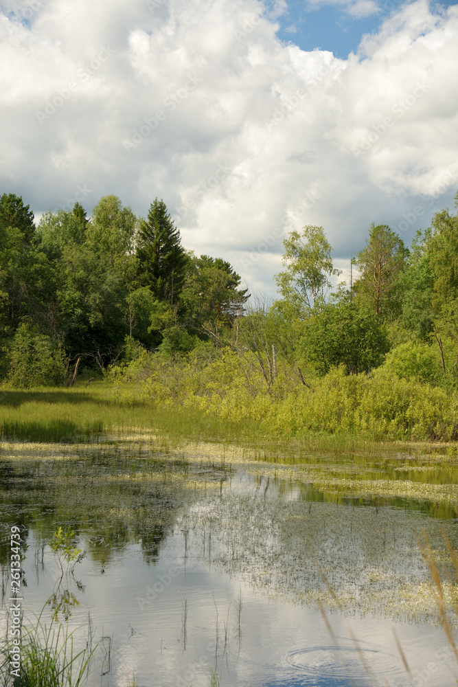 Obraz premium Landscape with forest lake