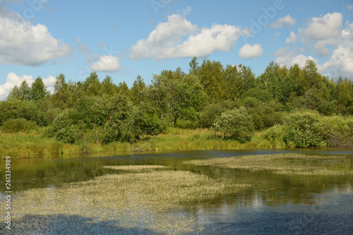 Landscape with forest lake