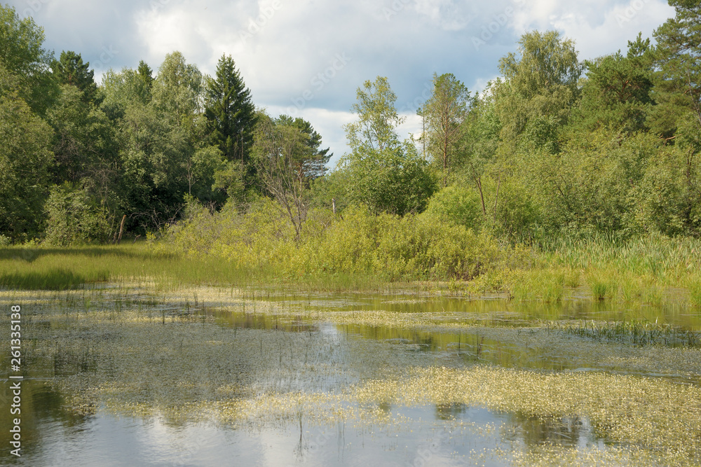 Landscape with forest lake