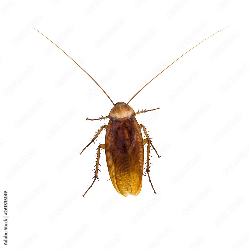 Cockroach isolated on a white background. Cockroach isolated on a white background.