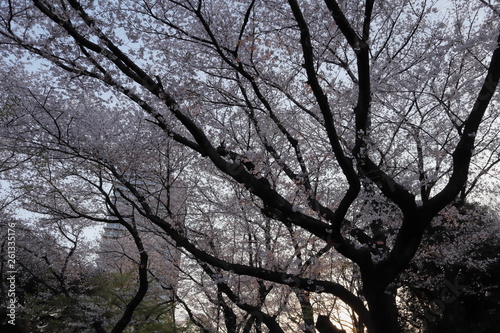 日本 王子 飛鳥山の桜