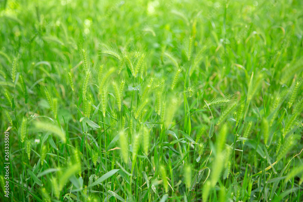 Closeup view of beautiful fresh sunny lush spring green grass lawn background. Horizontal color photography. Closeup view of beautiful fresh sunny lush spring green grass lawn background. Horizontal color photography.