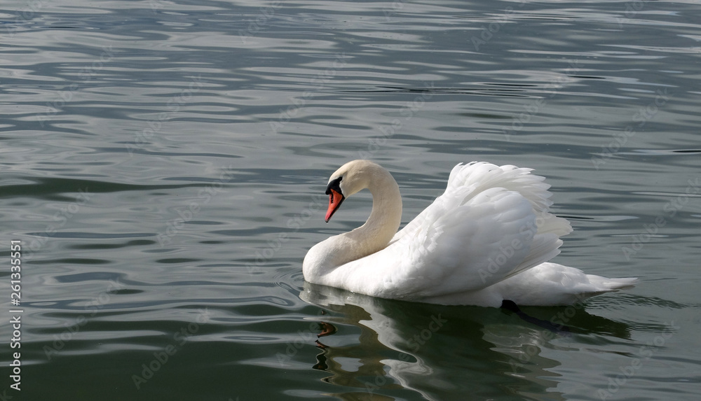 stolzer Schwan stolzer Schwan