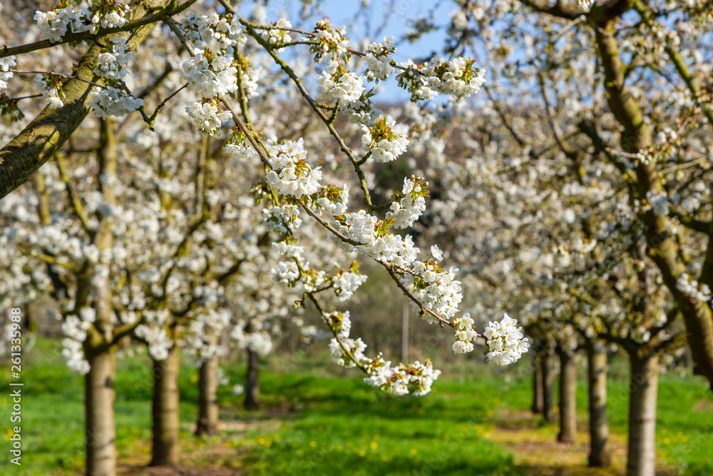 Kirschblüte in Wiesbaden-Frauenstein. 11.04.2019. Kirschblüte in Wiesbaden-Frauenstein. 11.04.2019.