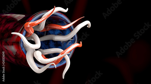 Group of Helminths isolated black background 3d Illustration photo
