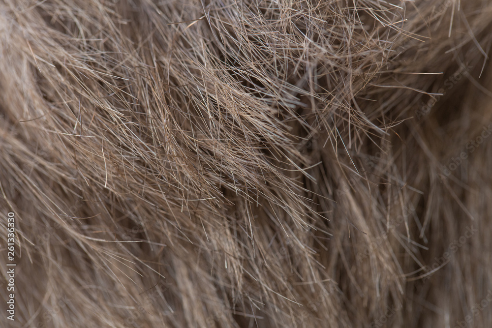 Fototapeta premium Closeup view of short straight blonde human hair. Horizontal color photography.