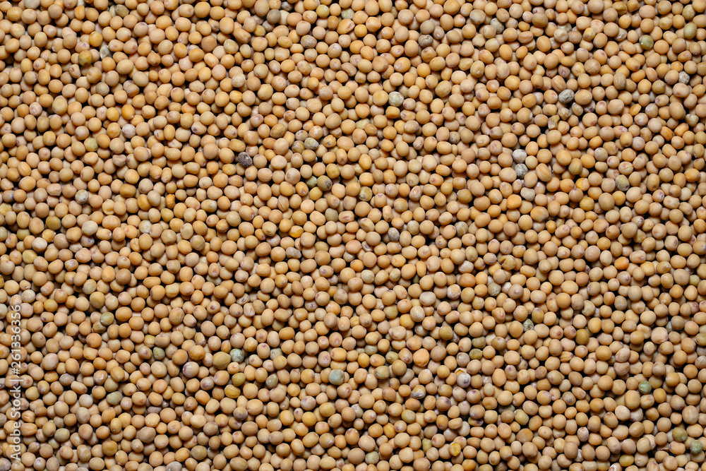 Charlock seeds (Brown mustard, Brassica juncea) Charlock seeds (Brown mustard, Brassica juncea)