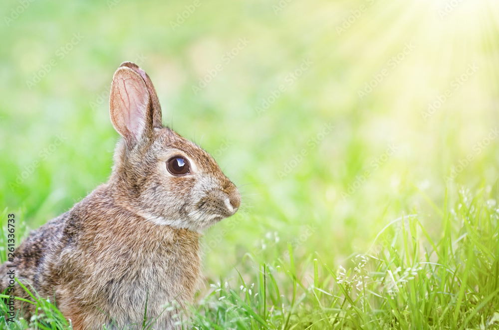 Cute Cottontail bunny rabbit sitting in grass in the spring Cute Cottontail bunny rabbit sitting in grass in the spring