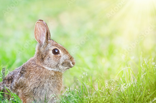 Cute Cottontail bunny rabbit sitting in grass in the spring © leekris