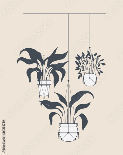 houseplants in macrame hangers