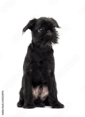 Puppy Brussels Griffon on a white background