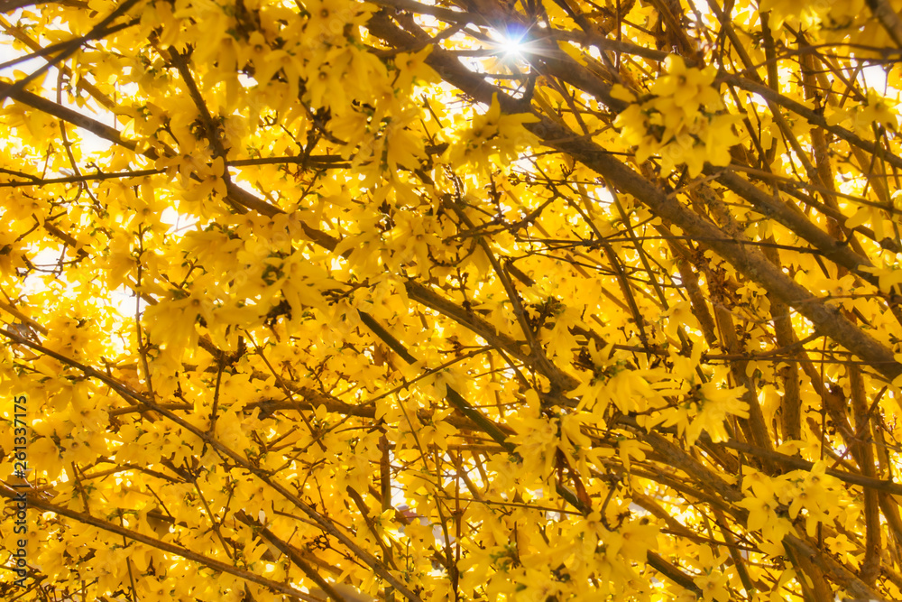 Yellow flowers background Yellow flowers background