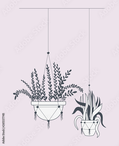 houseplants in macrame hangers