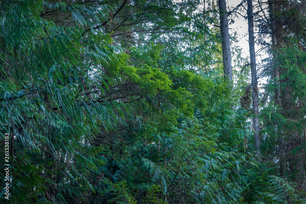 Fototapeta premium Cedar Hemlock Forest Greens