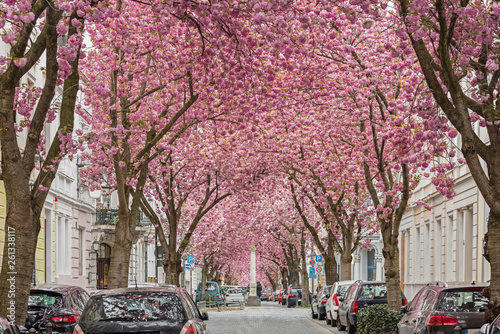 Kirschblüte in der Bonner Altstadt