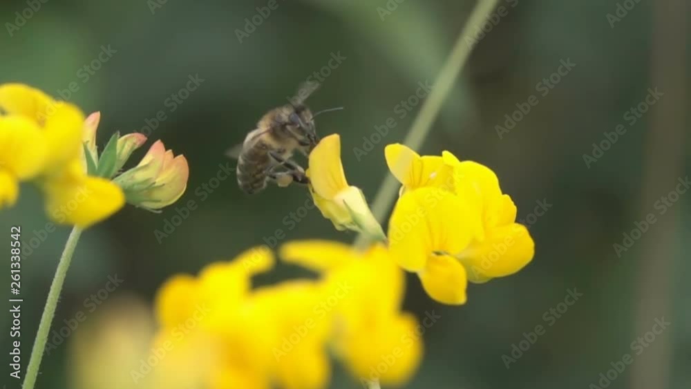 Bee flying Gathering Pollen on Flower Honey Bee Bee flying Gathering Pollen on Flower Honey Bee