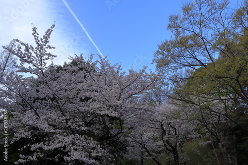 日本　王子　音無親水公園の桜