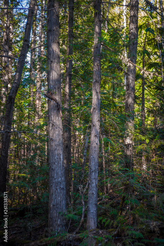 Hemlock & Cedar & Cottonwood Forest