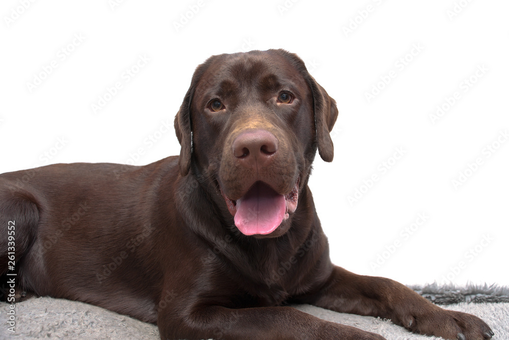 chocolate labrador retriever on a white background