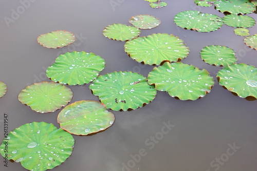 Lotus leaf in the pond,Water drops on the lotus leaf.