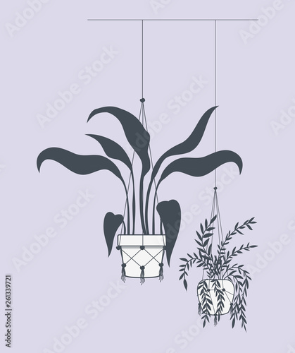 houseplants in macrame hangers