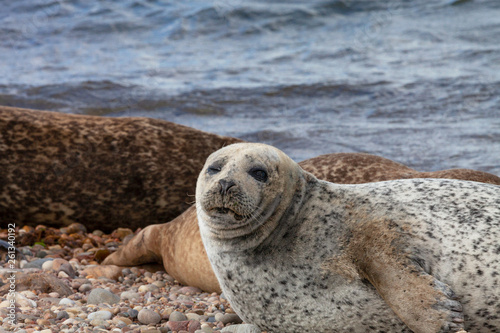 Basking Common or Harbor Seals (Phoca vitulina) at Portgordon beach, Buckie, Moray, Scotland