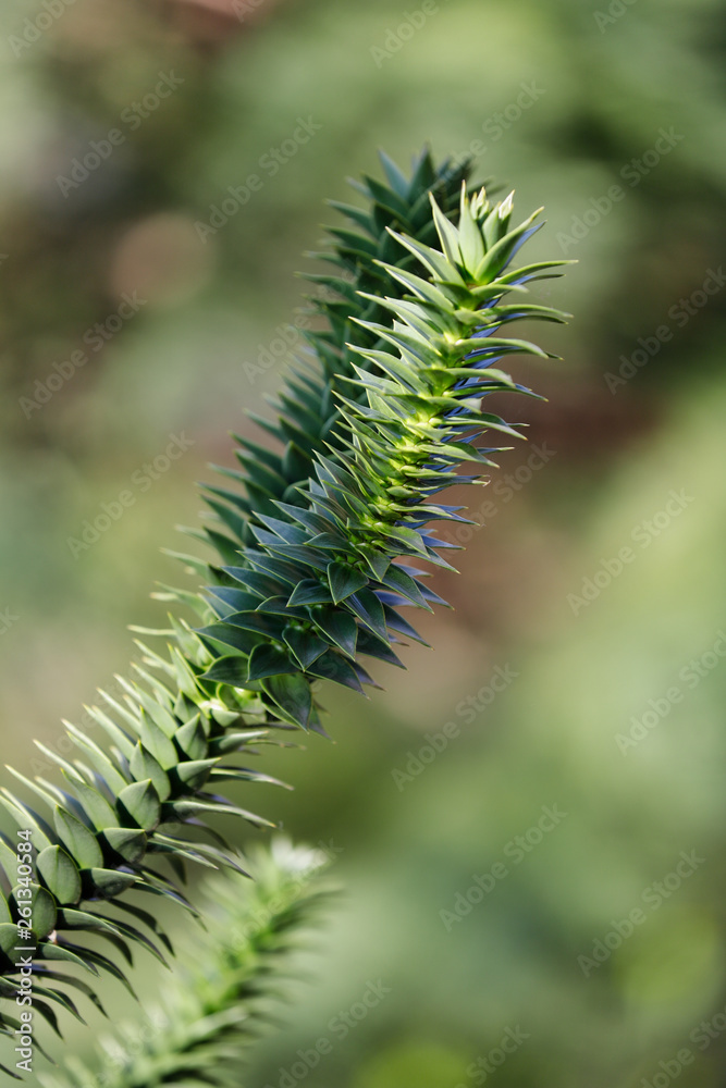 View of the leaves of the Araucaria araucana (monkey puzzle tree) View of the leaves of the Araucaria araucana (monkey puzzle tree)