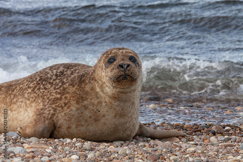 A basking Common or Harbor Seal (Phoca vitulina) at Portgordon beach, Buckie, Moray, Scotland