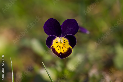 kwiat bratek polny fiołek trójbarwny