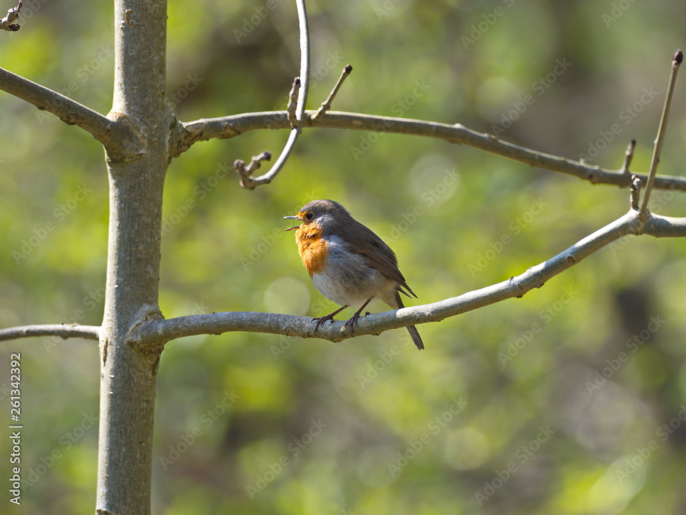 Rotkehlchen lauthals singend