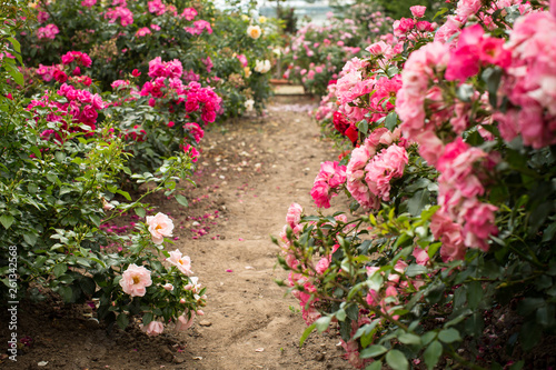 Rosenspazierweg